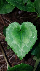 Cyclamen heart shaped leaf