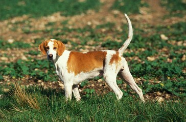 Great Anglo French White and Orange Hound or Grand Anglo Francais Blanc et Orange, Male standing in...