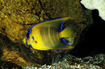 Blue Angelfish, holacanthus isabelita, Adult