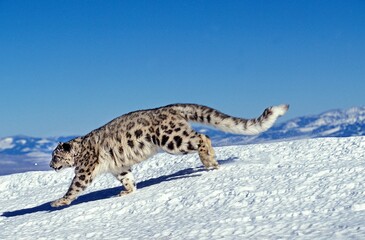Snow Leopard or Ounce, uncia uncia, Adult running on Snow