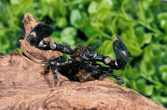 Imperial Scorpion, pandinus imperator