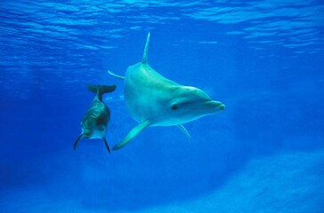 Bottlenose Dolphin, tursiops truncatus, Female with Calf