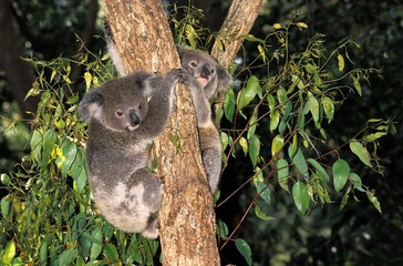 Koala, phascolarctos cinereus, Adults Hanging from Branch, Australia
