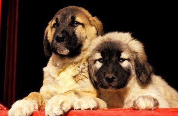 Anatolian Shepherd Dog, Pup standing at Window