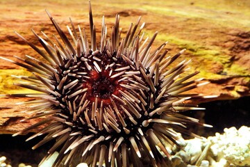 Sea Urchin