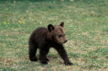 Brown Bear, ursus arctos, Cub standing on Grass