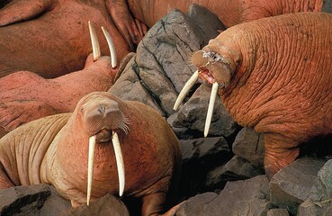 Walrus, odobenus rosmarus, Colony standing on Rocks, Round Island in Alaska