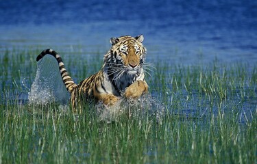Fototapeta na wymiar Bengal Tiger, panthera tigris tigris, Adult running in Water