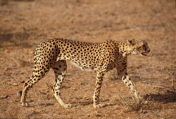 Cheetah, acinonyx jubatus, Adult, Masai Mara Park in Kenya