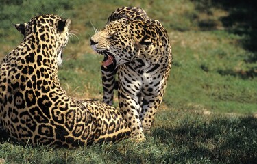 Jaguar, panthera onca, Male with Female, Snarling