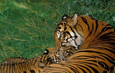 Sumatran Tiger, panthera tigris sumatrae, Female with Cub suckling