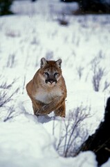 Cougar, puma concolor, Adult running on Snow, Montana