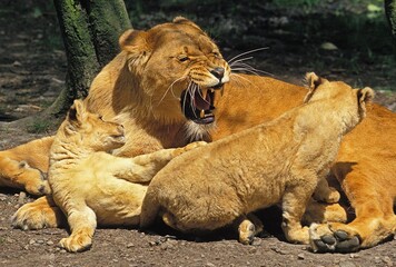 Obraz premium African Lion, panthera leo, Female Snarling with Cub