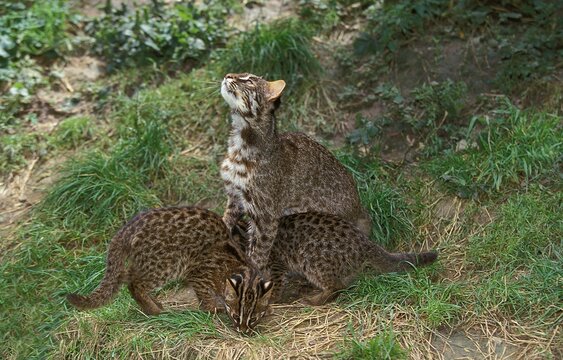 Leopard Cat, prionailurus bengalensis, Female with Cub