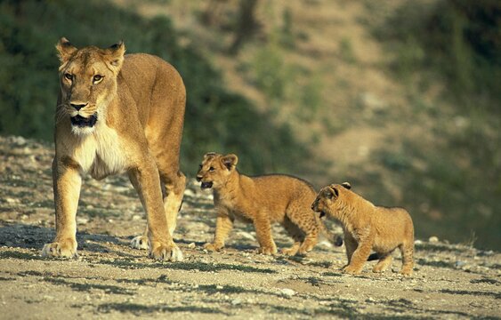 African Lion, panthera leo, Female with Cub