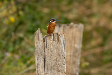 Kingfisher on log