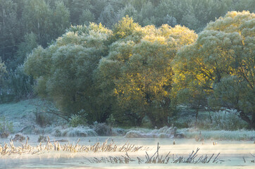 cold frosty sunrise on swamp