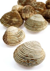 Clam, venus verrucosa, Shells against White Background