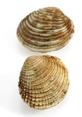 Clam, venus verrucosa, Shells against White Background