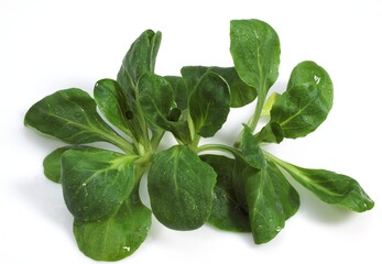 Corn Salad or Lamb's Lettuce, valerianella olitoria against White Background