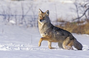 Fototapeta premium Coyote, canis latrans, Adult standing on Snow, Montana