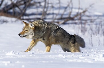 Coyote, canis latrans, Adult standing on Snow, Montana