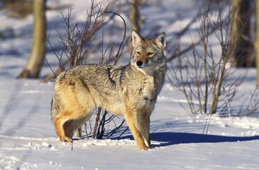 Coyote, canis latrans, Adult standing on Snow, Montana