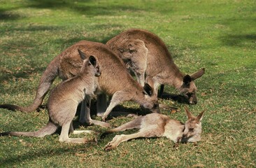 Naklejka na ściany i meble Eastern Grey Kangaroo, macropus giganteus, Females with Joey, Australia