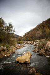 Obraz premium small river and road among the autumn forest in the mountains. weekend trip. weekend hike. trip out of town
