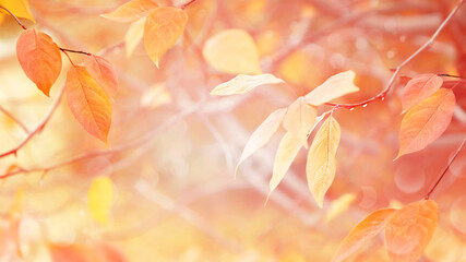 Gentle delicate autumn natural background. Pink and yellow leaves in the autumn forest. Free copy soace for your design and text. Magical nature.