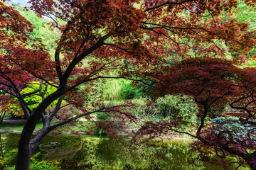 Reflection of colorful plants and the sky in the pond