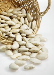 French Beans called Soissons Beans, phaseolus vulgaris against White Background