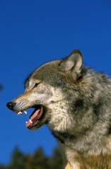 North American Grey Wolf, canis lupus occidentalis, Adult Snarling, Canada