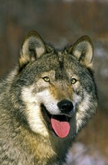 North American Grey Wolf, canis lupus occidentalis, Portrait of Adult with Tongue out, Canada
