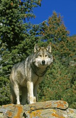 North American Grey Wolf, canis lupus occidentalis, Adult standing on Rock, Canada