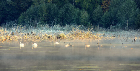 Cold frosty dawn in the swamp, the first rays of the sun. Skeletons of dead trees. Birds swans on vacation.