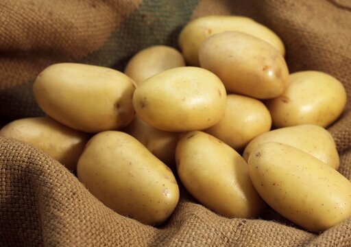 Mona Lisa Potato, solanum tuberosum
