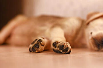 paws of a cute little puppy who sleeps on the floor