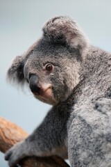 Koala, phascolarctos cinereus, Adult