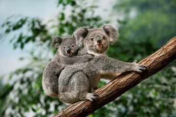 Poster Koala, phascolarctos cinereus, Female carrying Young on its Back © slowmotiongli