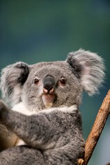 Koala, phascolarctos cinereus, Female