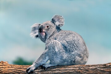 Koala, phascolarctos cinereus, Female standing on Branch © slowmotiongli