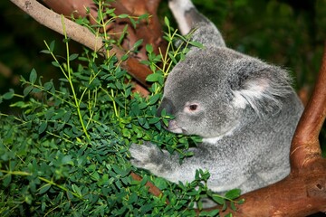 Koala, phascolarctos cinereus, Male eating Leaves of Eucalyptus