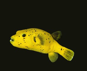 Black Spotted Puffer, arothron nigropunctatus, Adult against Black background