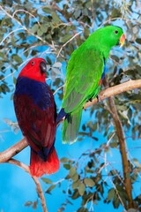 Eclectus Parrot, eclectus roratus, Male with Female standing on Branch