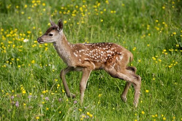 Red Deer, cervus elaphus, Fawn with Flowers
