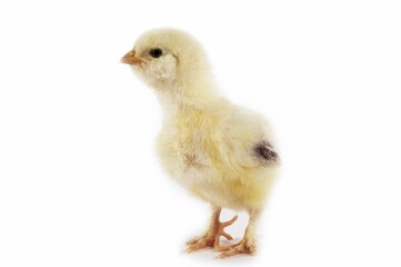 Domestic Chicken, Chick against White Background