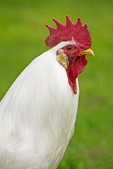 Leghorn Domestic Chicken, Portrait of Cockerel