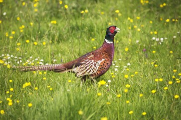 Common Pheasant, phasianus colchicus, Male standing in Meadow, Normandy