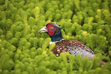Common Pheasant, phasianus colchicus, Male, Normandy